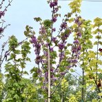 Judášovec strukový  (Cercis Siliquastrum), výška: 300-350 cm, obvod kmeňa 8/10cm, kont. C35L (-18°C) - NA KMIENKU